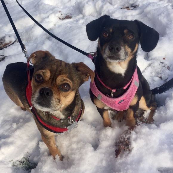 Meet your Posher, Angelena - Picture 1 of 1